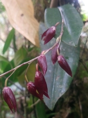 Pleurothallis restrepioides