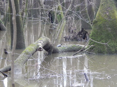 Trachemys scripta scripta