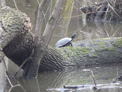 Trachemys scripta scripta