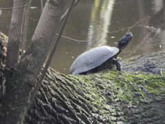 Trachemys scripta scripta
