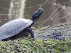 Trachemys scripta scripta