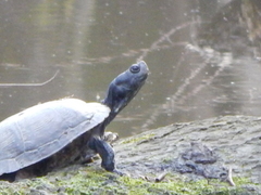 Trachemys scripta scripta