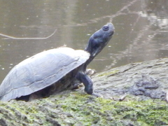 Trachemys scripta scripta