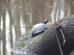 Trachemys scripta scripta