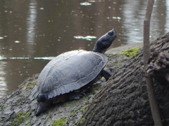 Trachemys scripta scripta