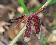 Neurothemis fluctuans