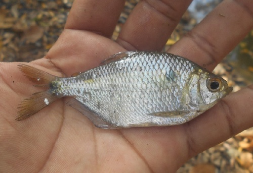 Astyanax magdalenae