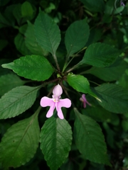 Impatiens hochstetteri