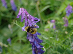 Bombus borealis image