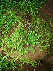 Selaginella mittenii