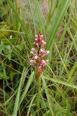 Satyrium cristatum