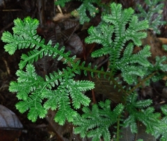 Selaginellaceae