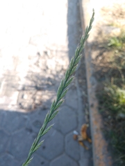 Poaceae