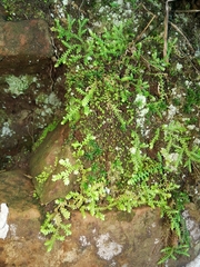 Selaginella mittenii