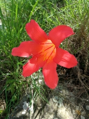 Cyrtanthus sanguineus
