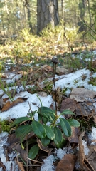 Chimaphila umbellata umbellata