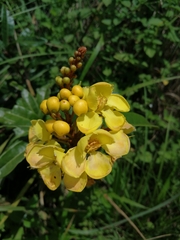 Acridocarpus natalitius