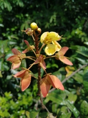 Acridocarpus natalitius