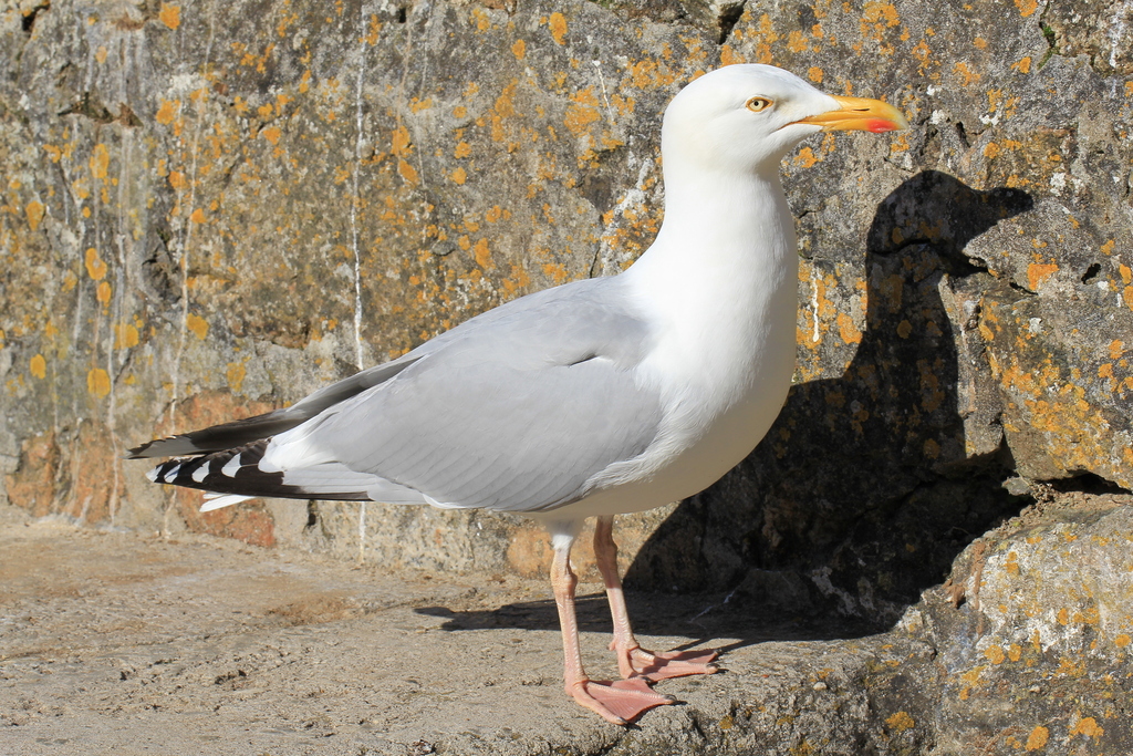 Foto de European Herring Gull