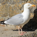 Herring Gull - Photo (c) Stu's Images, some rights reserved (CC BY-SA)