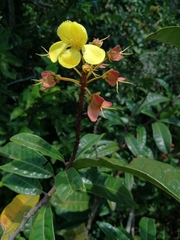 Acridocarpus natalitius