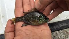 Lepomis marginatus
