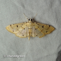 Pycnarmon aeriferalis