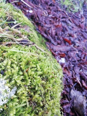 Hypnum cupressiforme cupressiforme