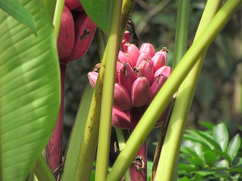 Musa velutina