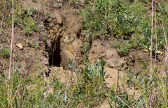 Spermophilus erythrogenys