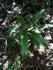 Dracaena aletriformis
