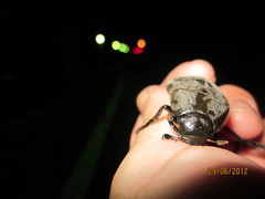 Hydrophilus aterrimus