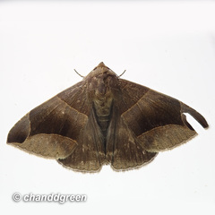 Bastilla maturescens