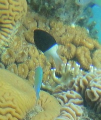 Pycnochromis dimidiatus