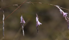 Dierama robustum