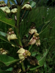 Pachycarpus asperifolius