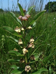 Pachycarpus asperifolius