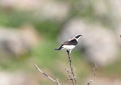 Oenanthe melanoleuca