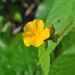 Waltheria viscosissima - Photo (c) Frederico Acaz Sonntag, some rights reserved (CC BY-NC), uploaded by Frederico Acaz Sonntag