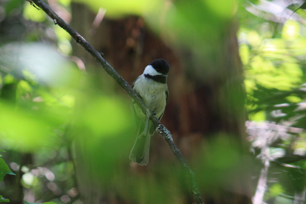 Black-capped Chickadee (Birds of Seba Beach) · iNaturalist Canada
