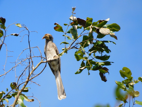 Pale-billed Hornbill