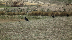 Corvus capensis capensis