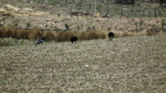Corvus capensis capensis