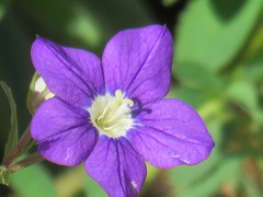 Legousia speculum-veneris
