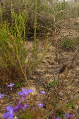 Struthiola parviflora