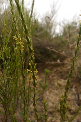Struthiola parviflora
