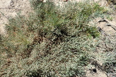 Amphithalea micrantha