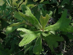 Tarchonanthus trilobus