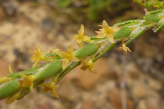 Struthiola parviflora
