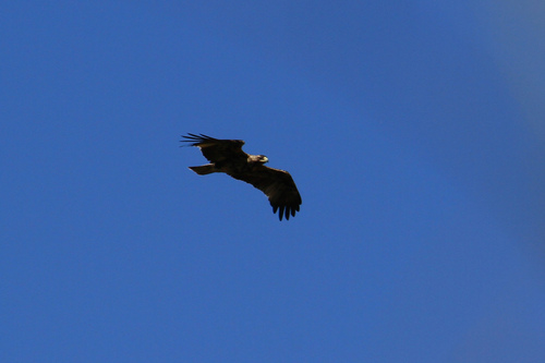 Avistamiento Águila imperial ibérica